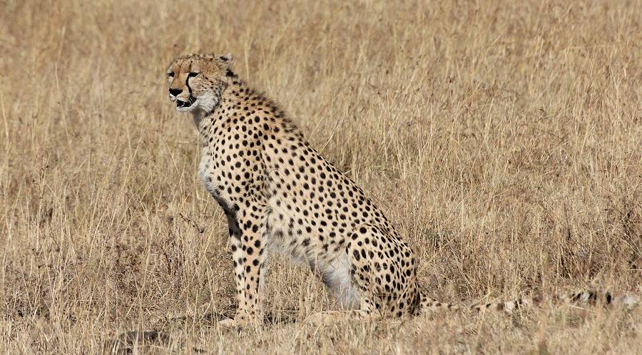 Masai Mara, Malaika