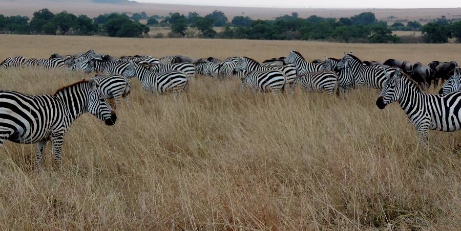 Masai Mara, Zebra