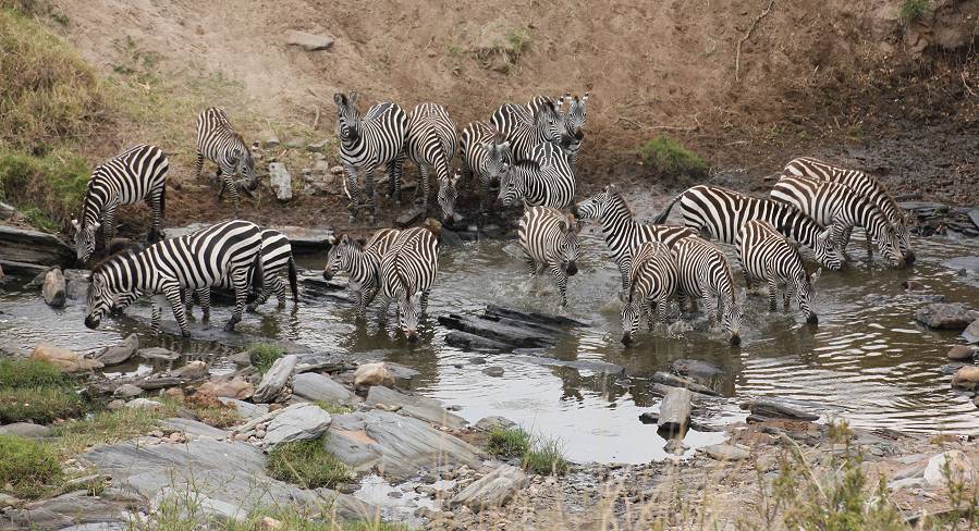 Masai Mara, Zebra