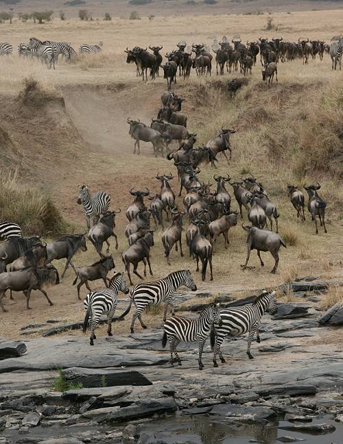 Masai Mara, Zebras