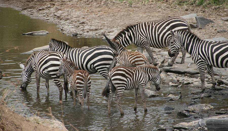 Masai Mara, Zebras