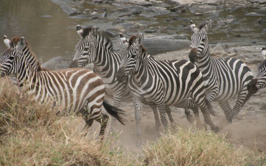 Masai Mara, Zebras