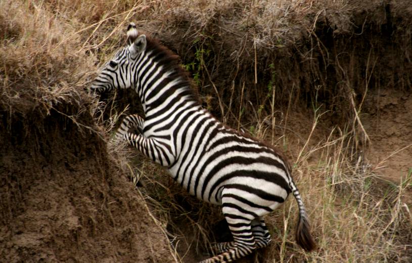 Masai Mara, Zebras