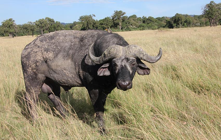 Kaffernbüffel - Masai Mara