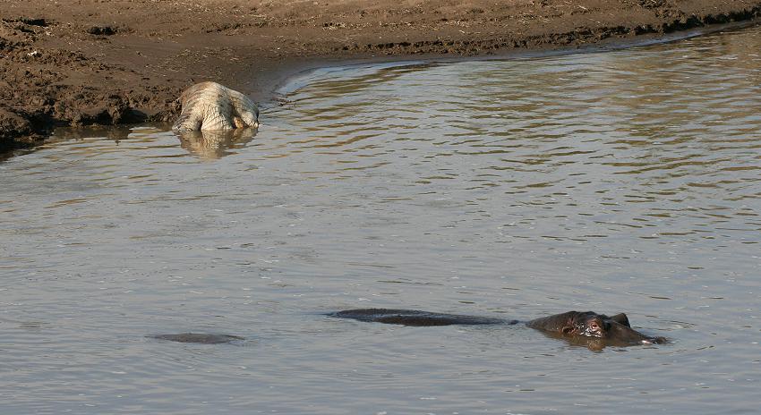 totes Krokodil im Mara Fluss