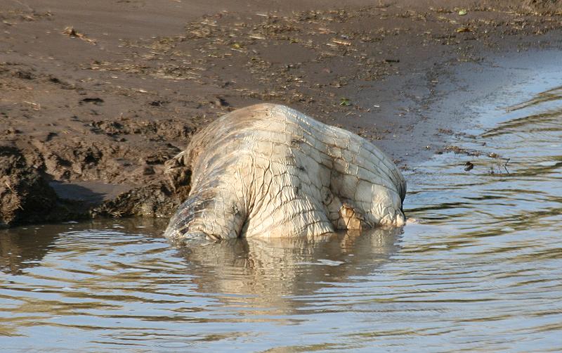 totes Krokodil im Mara Fluss