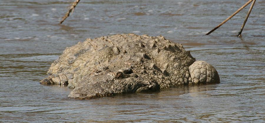 Wildlife am Mara Fluss