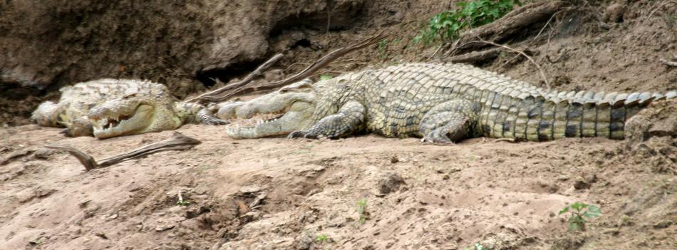 Wildlife am Mara Fluss