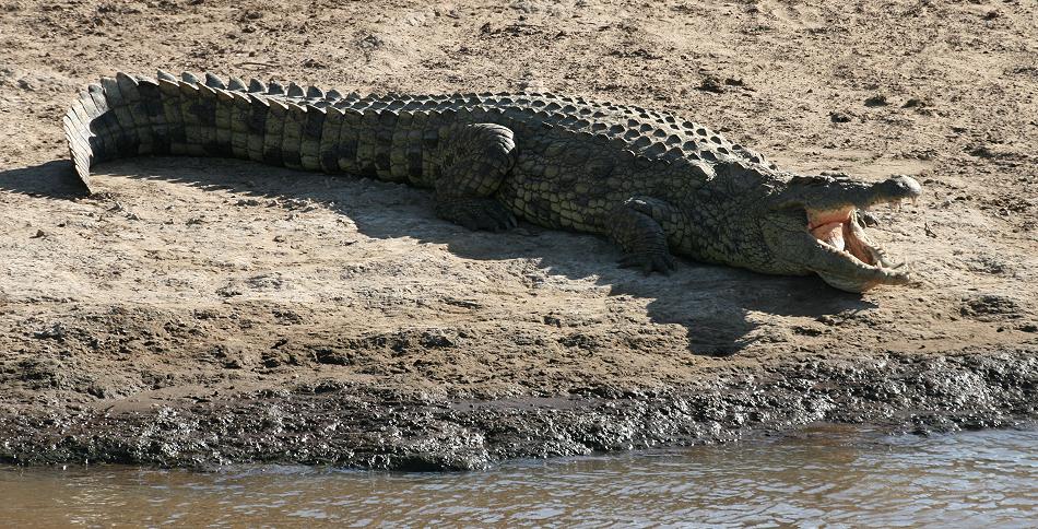 Wildlife am Mara Fluss