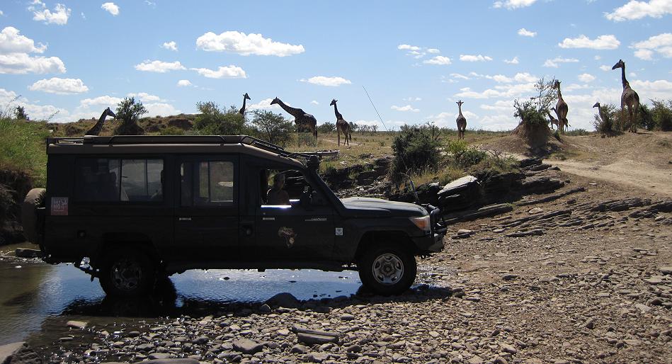 Masai Giraffen beim Trinken - Masai Mara