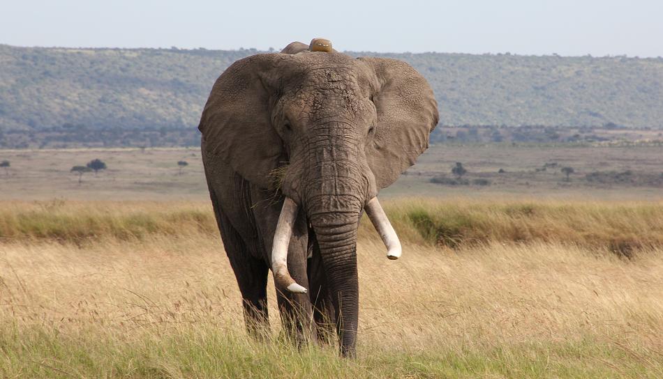 Elefanten - Masai Mara