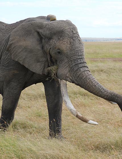 Elefanten - Masai Mara