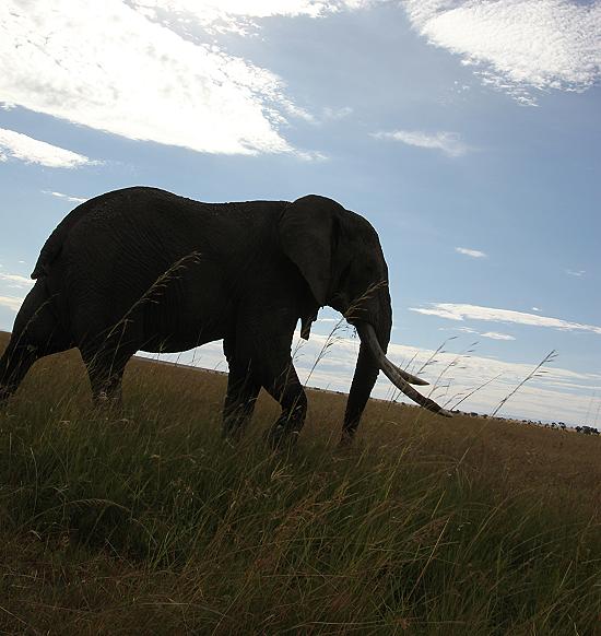 Elefanten - Masai Mara