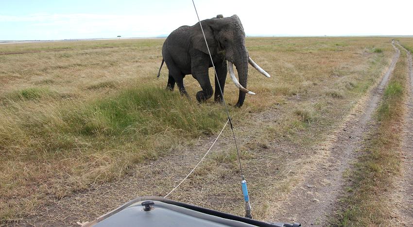 Elefanten - Masai Mara