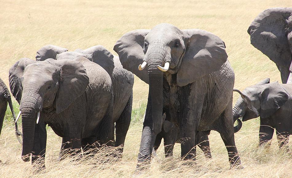 Elefanten - Masai Mara