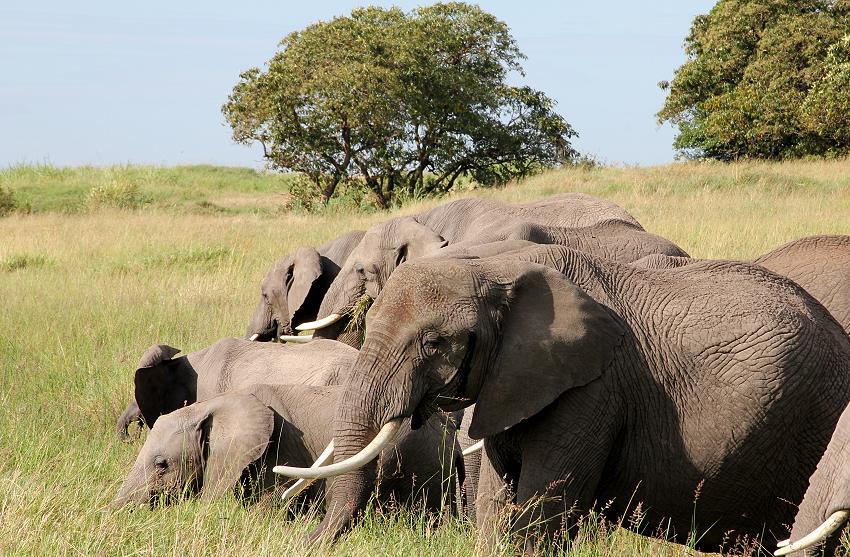 Elefanten in der Transmara
