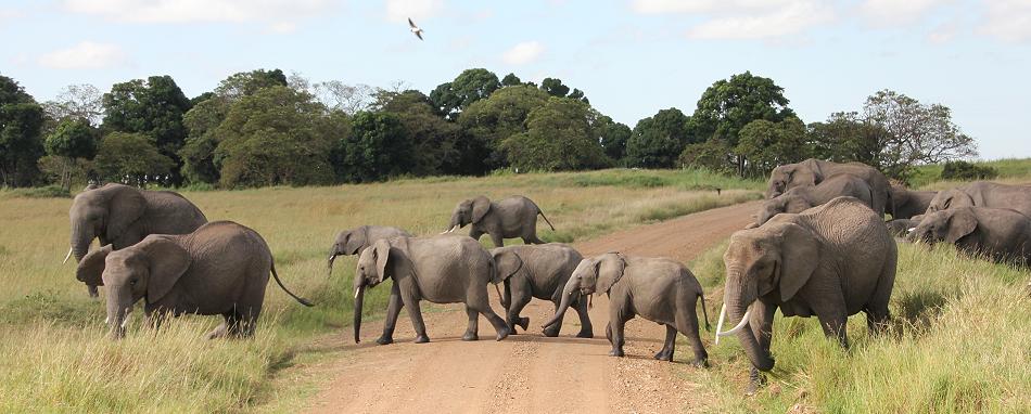 Elefanten in der Transmara