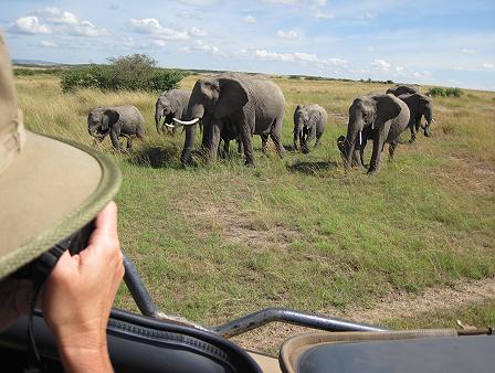 Elefanten - Masai Mara