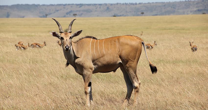 Elend Antilopen - Masai Mara
