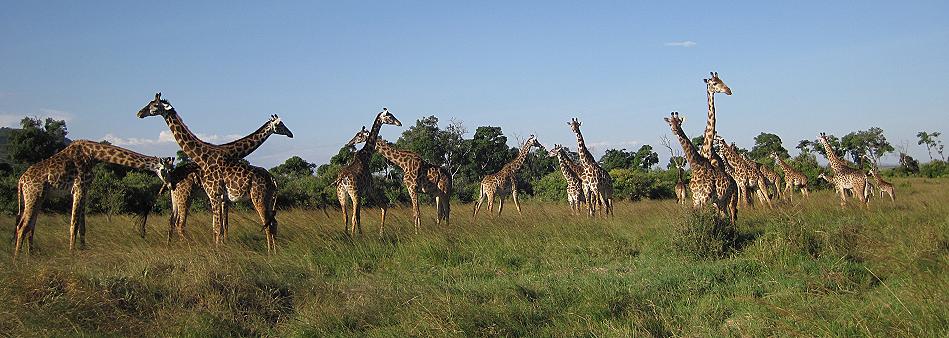Masai Giraffen - Mara Triangel