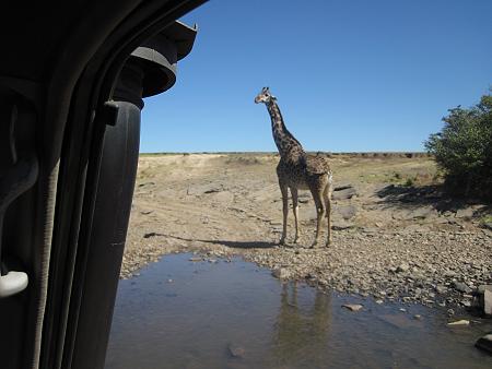 Masai Giraffen beim Trinken - Masai Mara