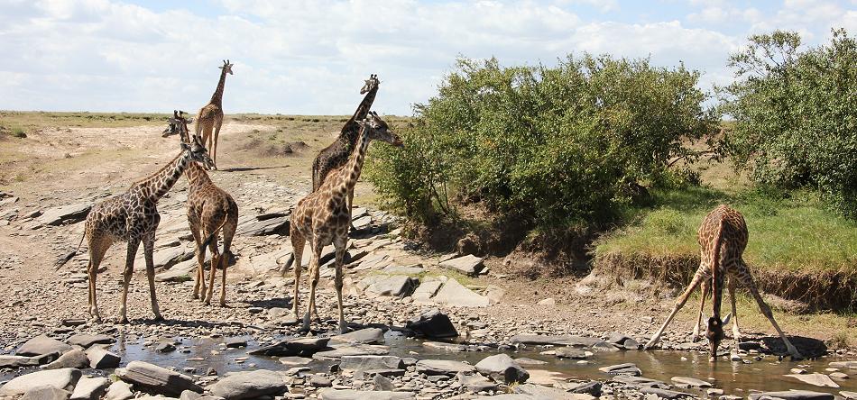 Masai Giraffen beim Trinken - Masai Mara