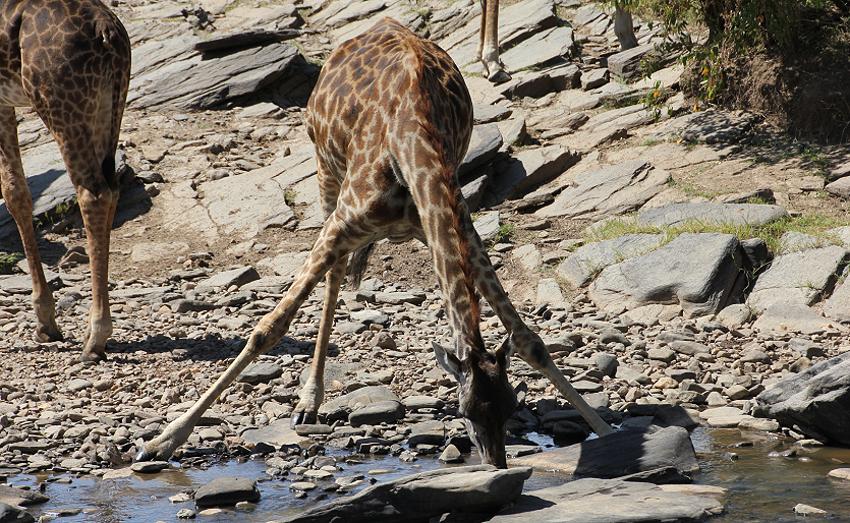 Masai Giraffen beim Trinken - Masai Mara