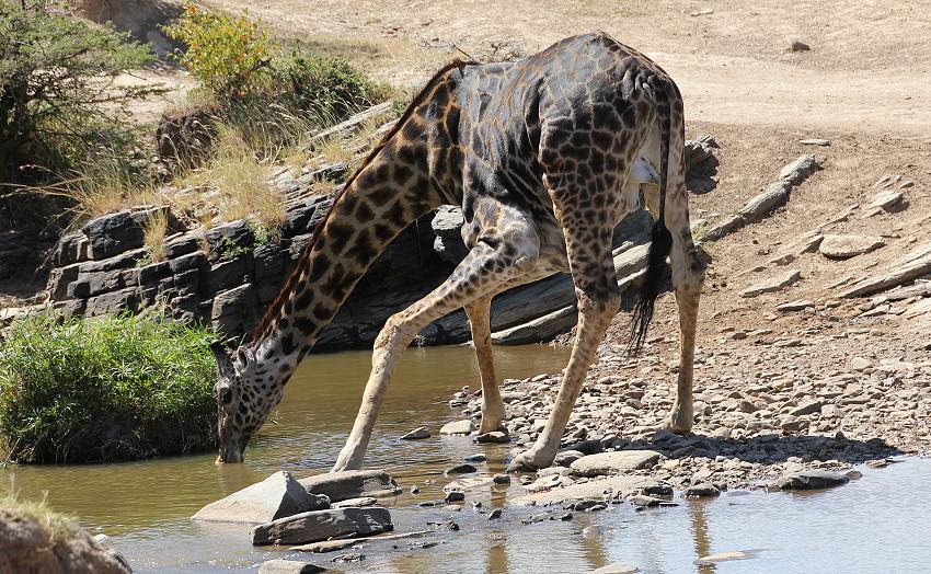 Masai Giraffen beim Trinken - Masai Mara