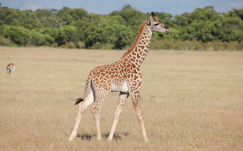 Giraffen - Masai Mara