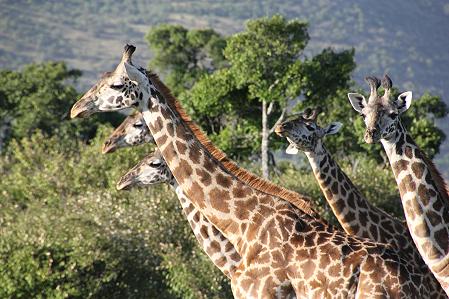 Masai Giraffen - Mara Triangel