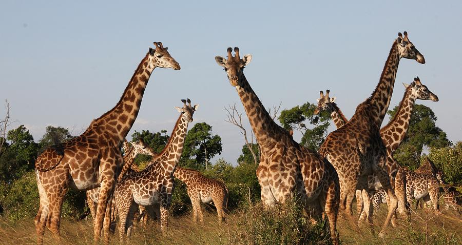 Masai Giraffen - Mara Triangel