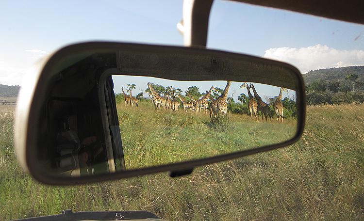 Masai Giraffen - Mara Triangel