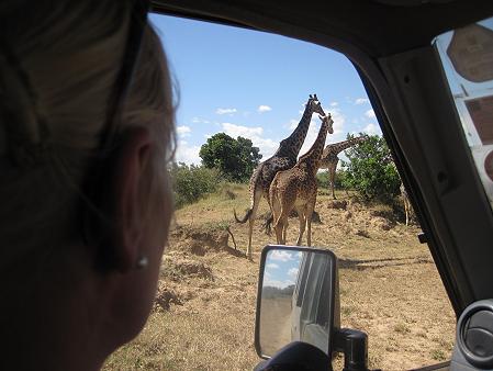 Masai Giraffen beim Trinken - Masai Mara