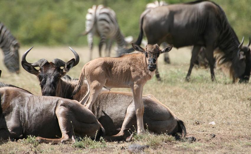 Gnukälber - Masai Mara