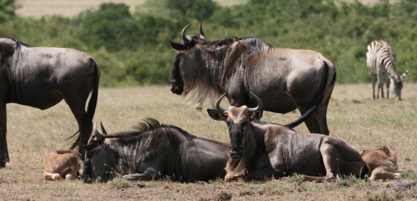 Gnukälber - Masai Mara