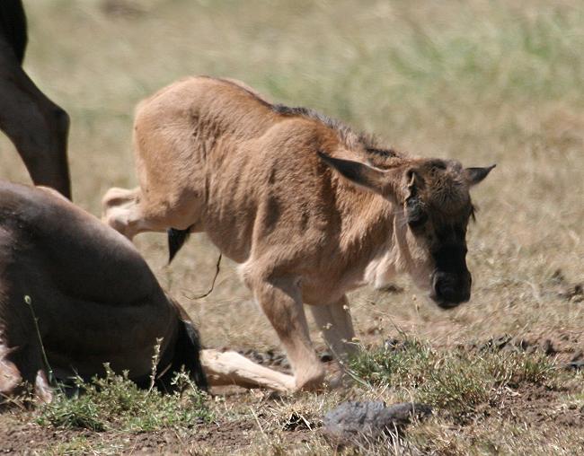 Gnukälber - Masai Mara