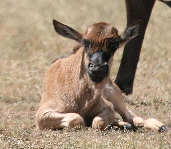 Gnukälber - Masai Mara