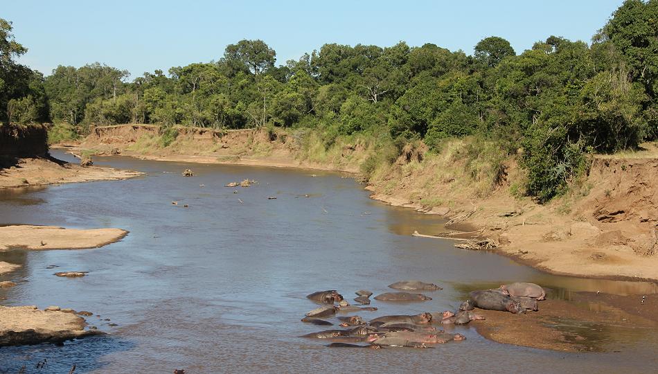 Game Drive - Masai Mara