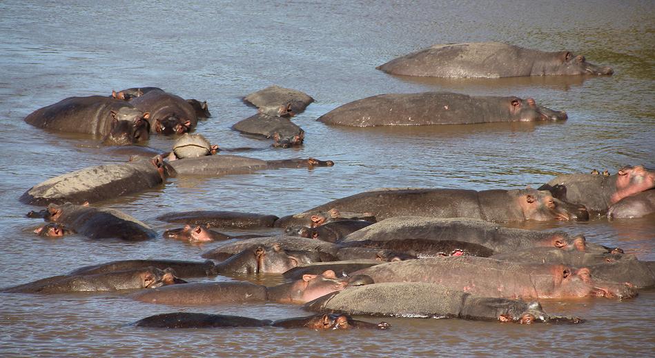 Game Drive - Masai Mara