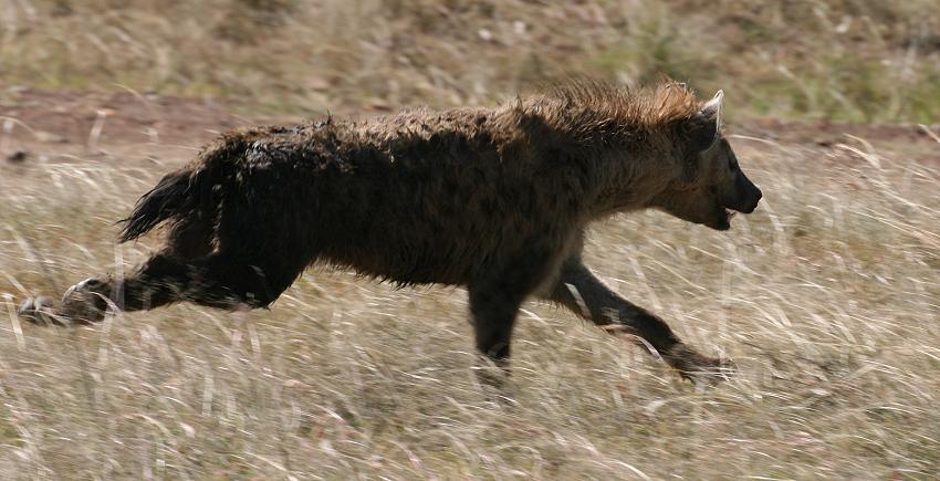 Tüpfelhyänen fressen Topi - Masai Mara