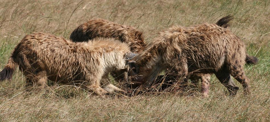 Tüpfelhyänen fressen Topi - Masai Mara