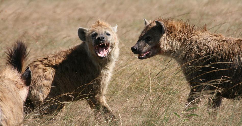 Tüpfelhyänen fressen Topi - Masai Mara