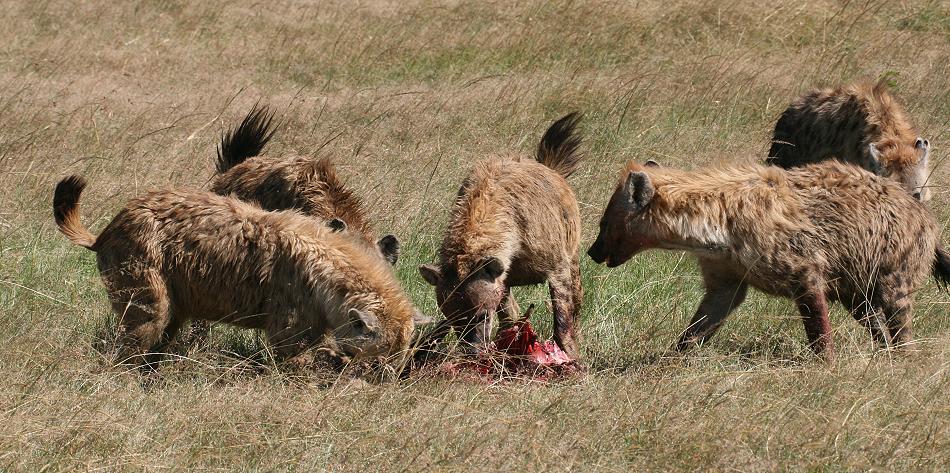 Tüpfelhyänen fressen Topi - Masai Mara