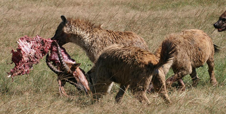 Tüpfelhyänen fressen Topi - Masai Mara