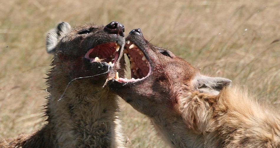 Tüpfelhyänen fressen Topi - Masai Mara