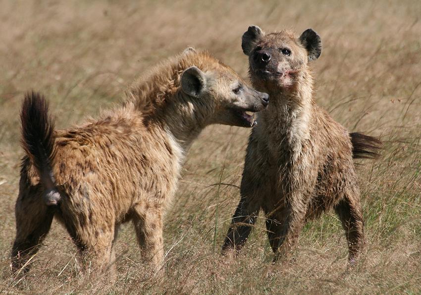 Tüpfelhyänen fressen Topi - Masai Mara