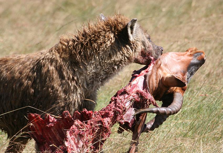 Tüpfelhyänen fressen Topi - Masai Mara