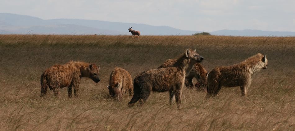 Tüpfelhyänen fressen Topi - Masai Mara