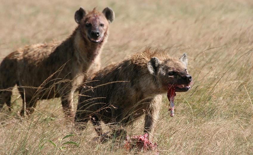 Tüpfelhyänen fressen Topi - Masai Mara