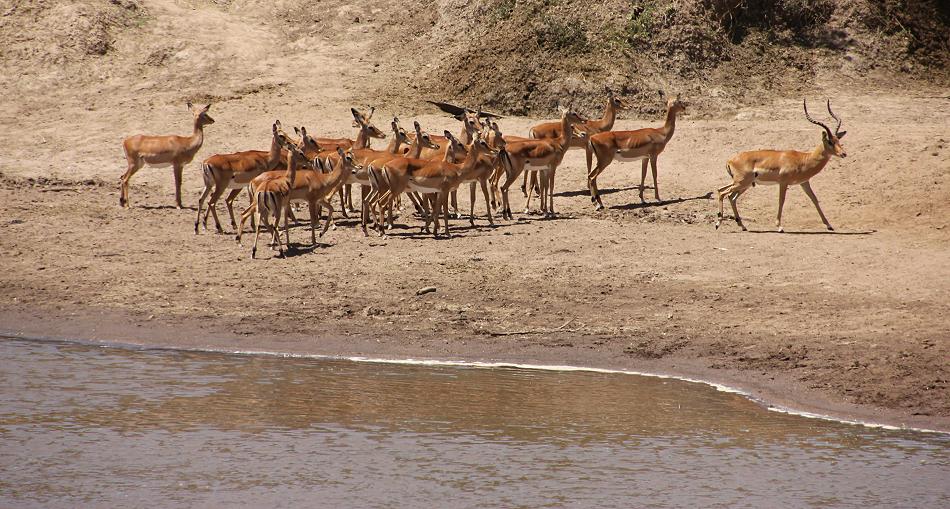 Wildlife am Mara Fluss
